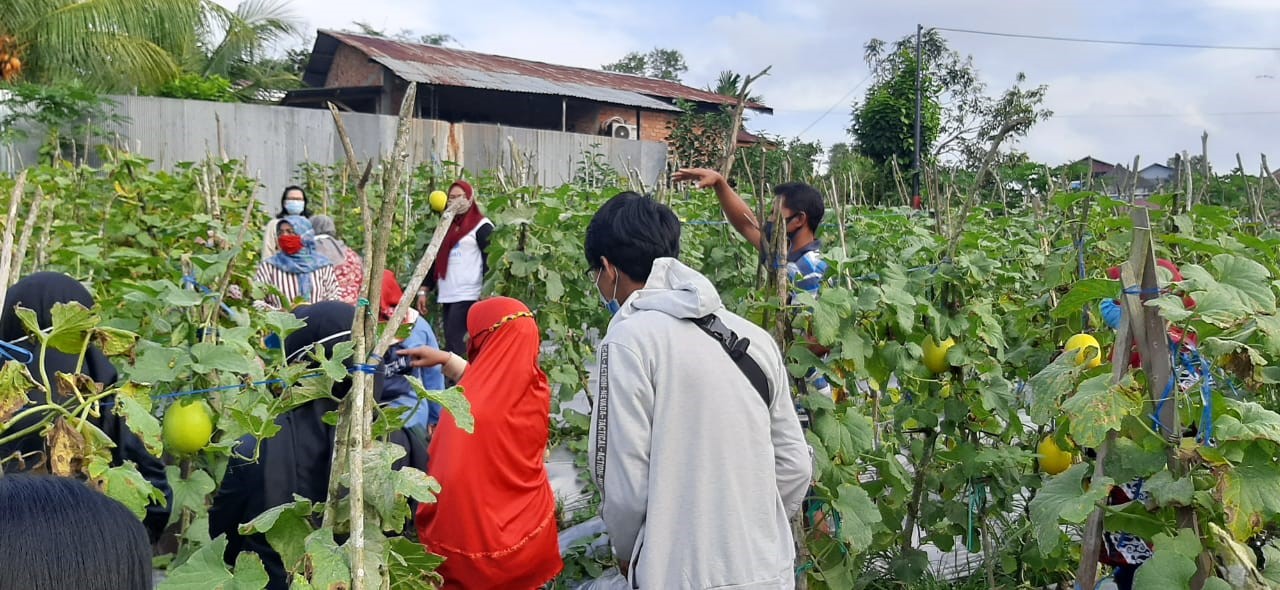 Kegiatan di Kebun Melon Sumber Berkah